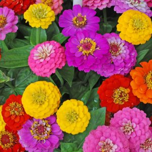 Zinnia